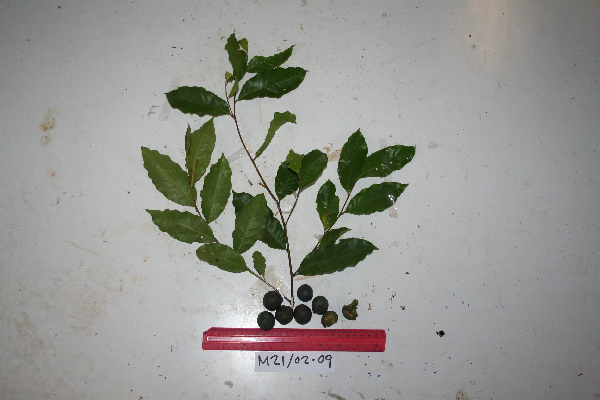 Elaeocarpus multisectus image