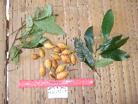 Myristica filipes image