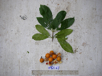 Ternstroemia cherryi image