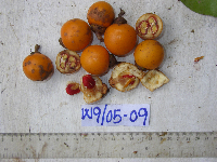 Ternstroemia cherryi image