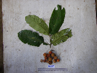 Chisocheton sayeri image