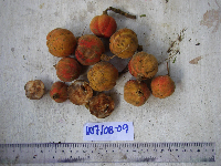 Chisocheton sayeri image