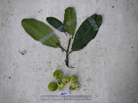 Ixora novoguineensis image