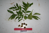 Tristiropsis acutangula image