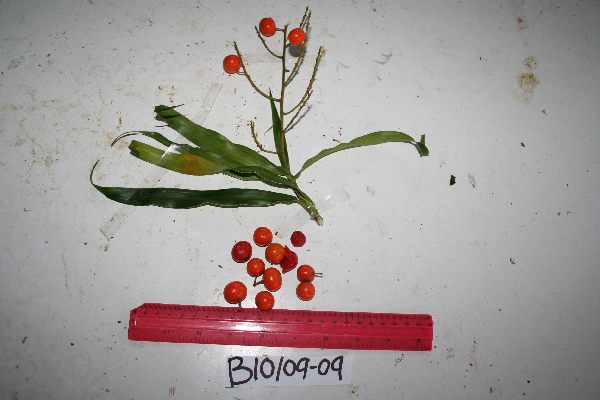 Dracaena image