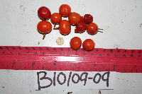 Dracaena angustifolia image