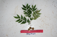 Tristiropsis acutangula image