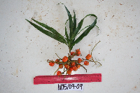 Dracaena angustifolia image