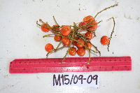 Dracaena angustifolia image