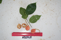 Lycianthes impar image