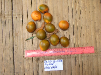 Cycas circinalis image