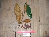 Palaquium supfianum image