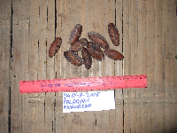 Palaquium supfianum image