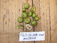 Ficus austrina image