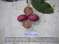 Lepiniopsis ternatensis image