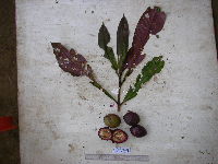 Terminalia kaernbachii image