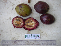 Terminalia kaernbachii image