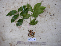 Strychnos minor image