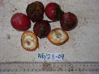 Chlaenandra ovata image