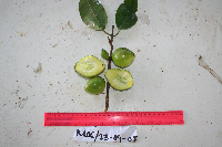 Garcinia assugu image