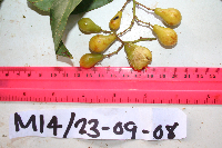 Microcos tetrasperma image