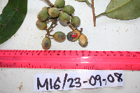 Gymnacranthera farquhariana var. zippeliana image