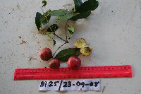 Garcinia assugu image