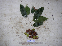 Kingiodendron novoguineense image