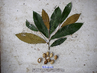 Palaquium supfianum image