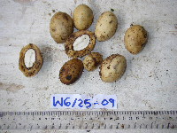 Palaquium supfianum image