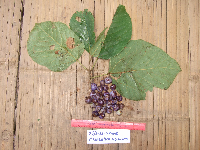 thumbnail image of current specimen