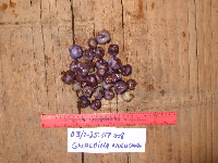 thumbnail image of current specimen