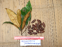 Palaquium supfianum image