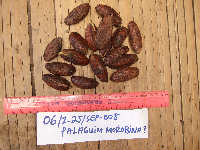 Palaquium supfianum image
