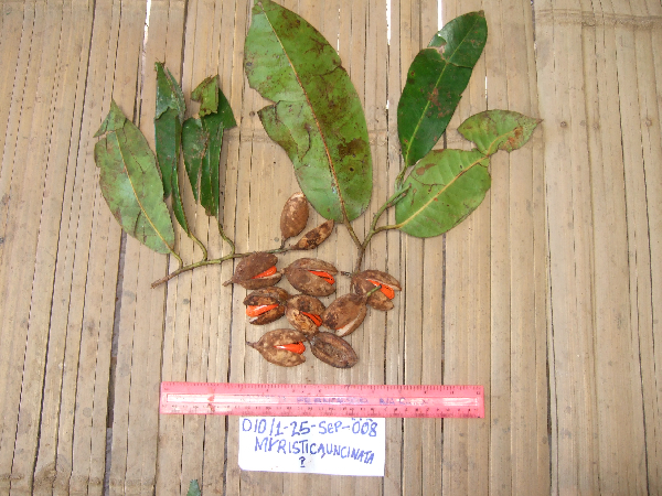 Myristica uncinata image
