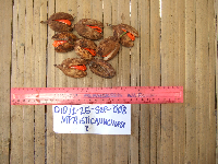 Myristica uncinata image