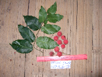 Lycianthes impar image