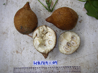 Hernandia ovigera image