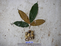 Palaquium supfianum image