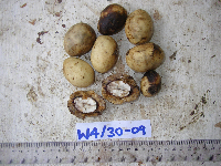 Palaquium supfianum image
