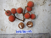 Chisocheton longistipitatus image
