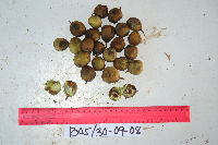 Tristiropsis acutangula image