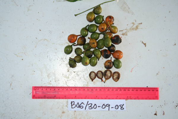 Macrococculus pomiferus image