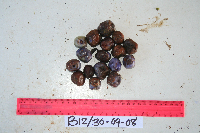 thumbnail image of current specimen