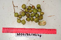 Microcos argentata image