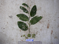 Smilax australis image