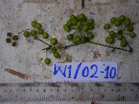 Smilax australis image