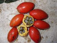 Phyllanthus clamboides image