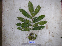 Pometia pinnata image