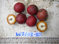 Chlaenandra ovata image